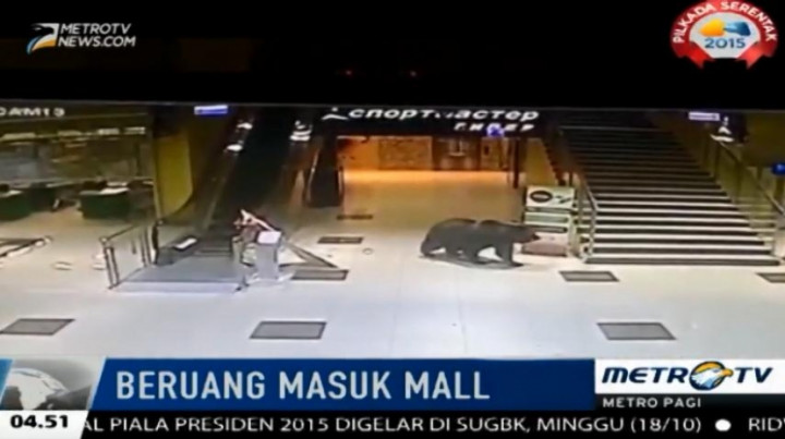 Buat Panik Pengunjung, Seorang Beruang Masuk Mall Terpaksa Ditembak