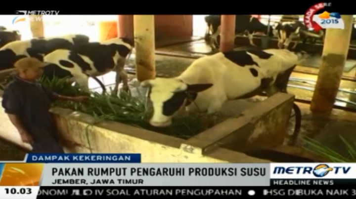 Musim Kemarau Panjang, Peternak Sapi Perah di Jember Resah