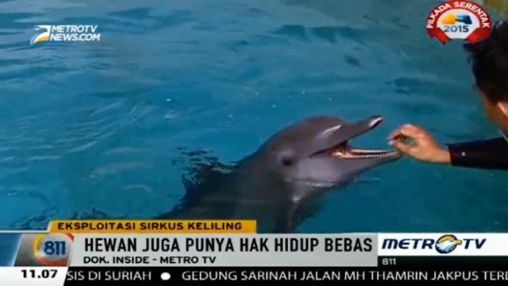 Jakarta Animal AID: Sirkus Lumba-lumba Pembodohan ke Anak, Bukan Edukasi 