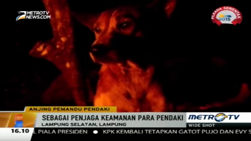 Wow, Ada Anjing Pemandu Pendaki di Lampung