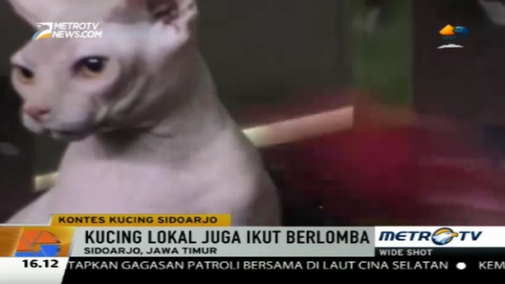 Kemeriahan Kontes Kucing se-Provinsi Jawa Timur