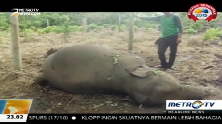 Dua Ekor Gajah Liar Ditemukan Mati di Kebun Warga