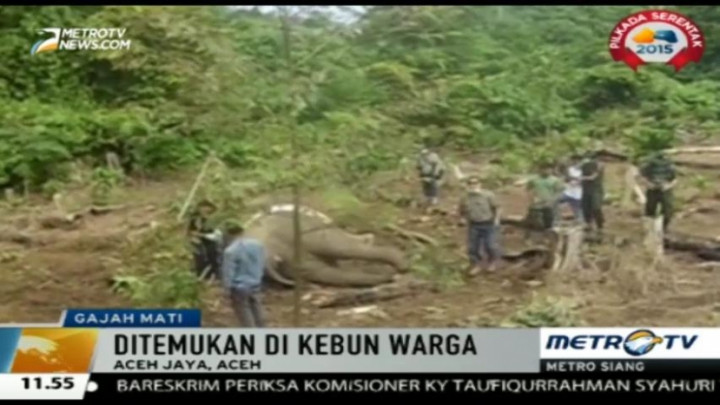 Dua Ekor Gajah di Aceh Ditemukan Tewas di Kebun Warga 