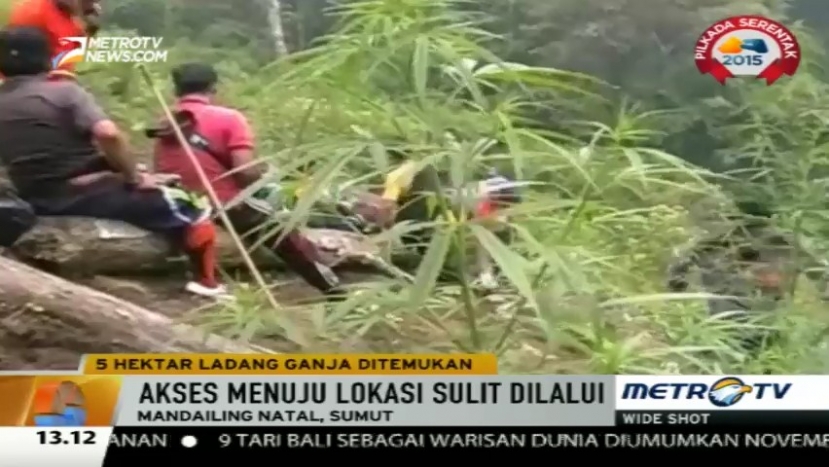 Polisi Temukan 5 Hektare Ladang Ganja di Mandailing Natal