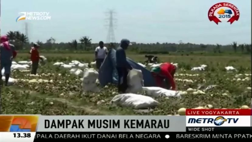 Harga Anjlok, Petani Melon Alami Kerugian