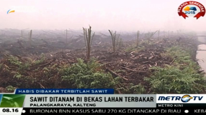 Pembakaran Lahan Diduga untuk Membuka Lahan Sawit