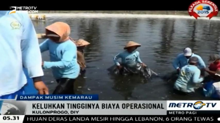 Makin Merugi, Petani Tambak Udang di Pesisir Pantai Selatan Panen Dini