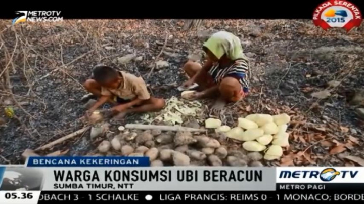 Alami Kelaparan, Warga Desa Laipandak-Sumba Timur Konsumsi Ubi Beracun