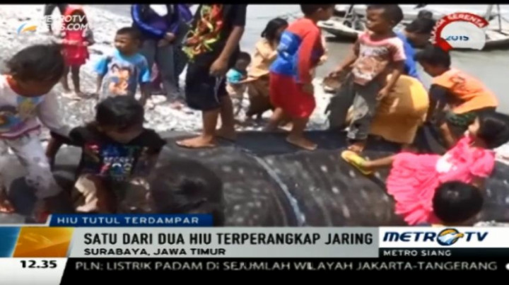 Seekor Hiu Tutul Raksasa Terperangkap Jaring Nelayan 
