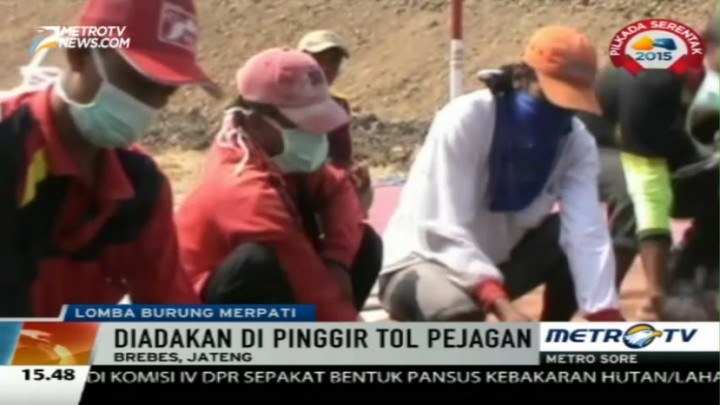 Warga Gelar Lomba Merpati di Pinggir Proyek Tol Pejagan-Brebes