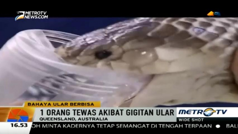 Kasus Serangan Ular Berbisa di Australia Meningkat Drastis