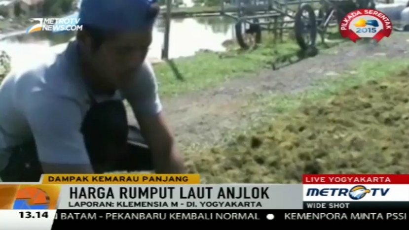 Kemarau Panjang, Petani Rumput Laut di Brebes Rugi Jutaan Rupiah
