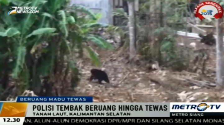 Beruang Madu Masuk ke Permukiman Warga Ditembak Mati
