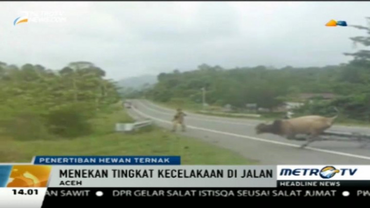 Tekan Angka Kecelakaan, Satpol PP Tertibkan Hewan Ternak