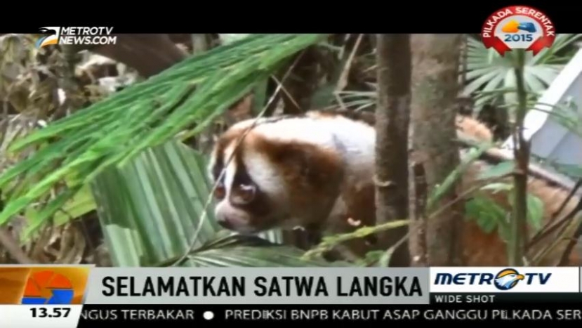 Tiga Ekor Kukang Jawa Dilepasliarkan di Gunung Sawal