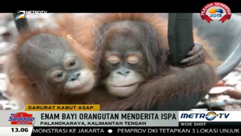 Selain ISPA Orangutan Rentan Terkena Infeksi Kantong Suara
