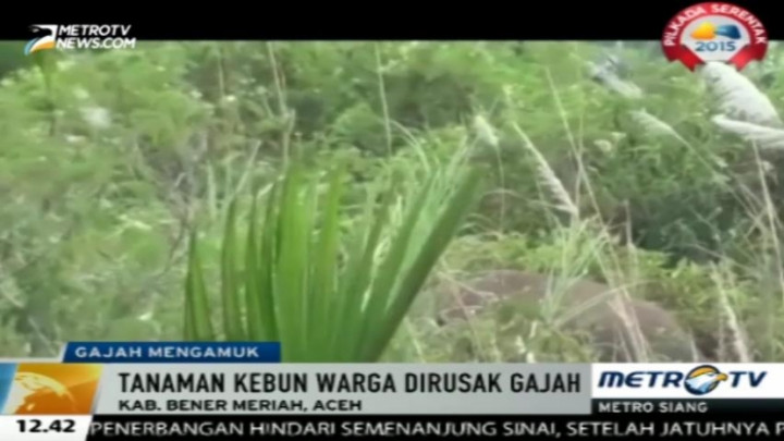 40 Ekor Gajah Liar Masuki Pemukiman Warga di Aceh