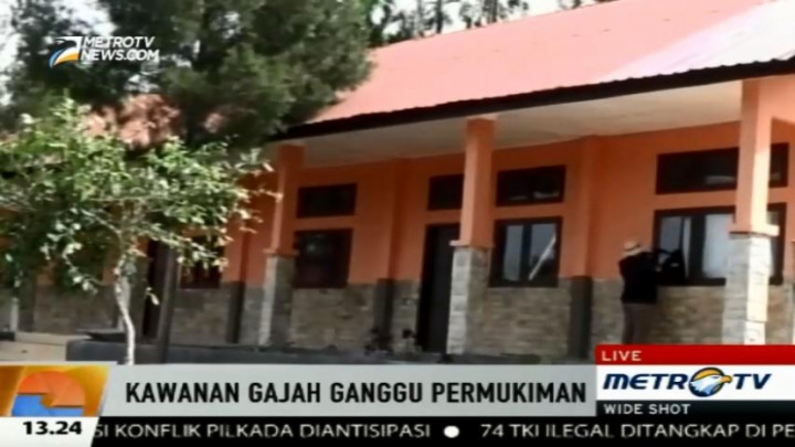 Kawanan Gajah Liar Turun ke Pemukiman Warga, Sekolah Terpaksa Diliburkan