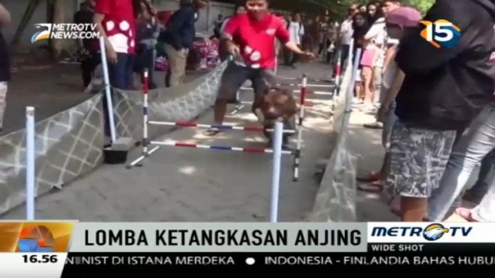 Puluhan Anjing Ikuti Lomba Ketangkasan di Semarang 