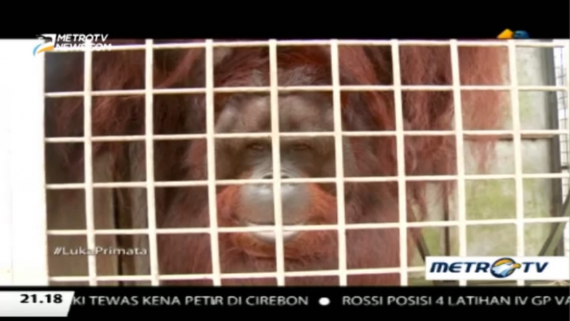 Ketika Sang Penghuni Hutan Tersiksa Kabut Asap