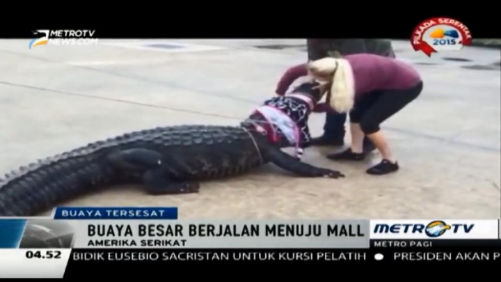 Seekor Buaya Besar Nyasar ke Pusat Perbelanjaan di Texas