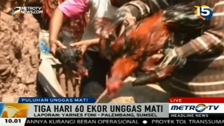 Puluhan Unggas di Bakauheni Mati Mendadak