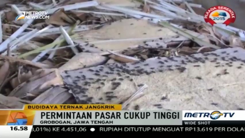 Budidaya Jangkrik, Peluang Usaha yang Menggiurkan