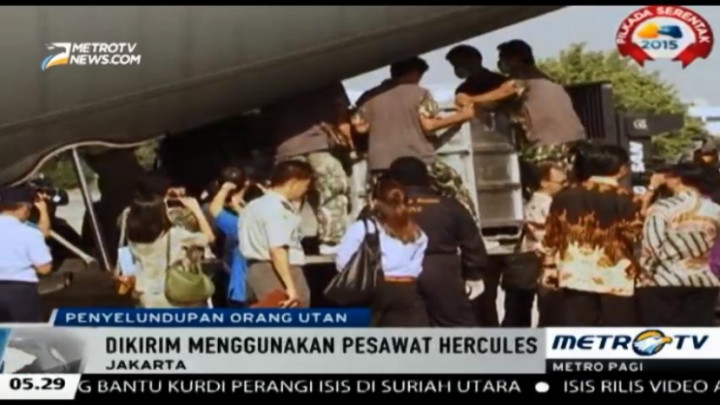 14 Orang Utan yang Diselundupkan ke Thailand Dipulangkan