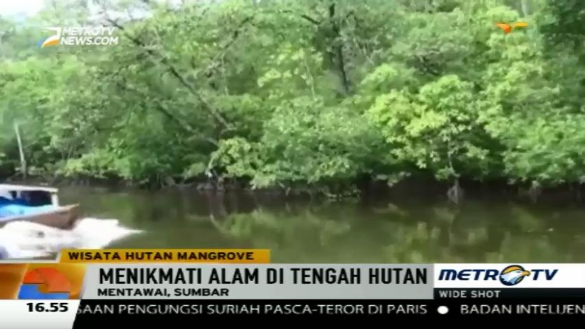 Rasakan Sensasi Menjelajah Hutan Mangrove di Kepulauan Mentawai