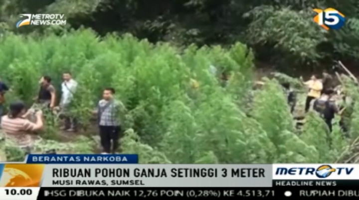 Polres Musi Rawas Temukan Ladang Ganja Seluas Lima Hektare