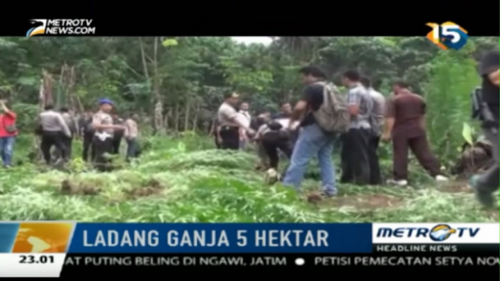 Polisi Musi Rawas Temukan 5 Hektare Ladang Ganja 