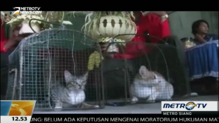 Unik, Melihat Tradisi Nikah Kucing di Banyuwangi