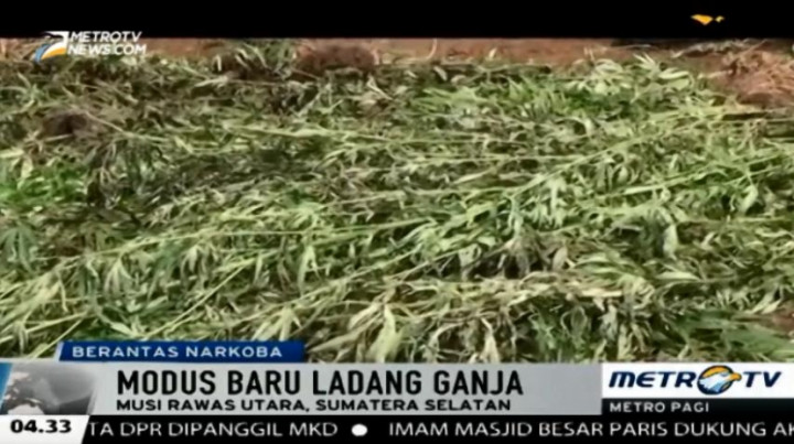 Puluhan Hektare Ladang Ganja Ditemukan di Pinggiran Sungai