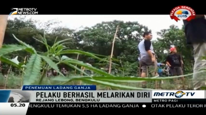Polisi Temukan Ladang Ganja Seluas 5,5 Hektare di Bengkulu