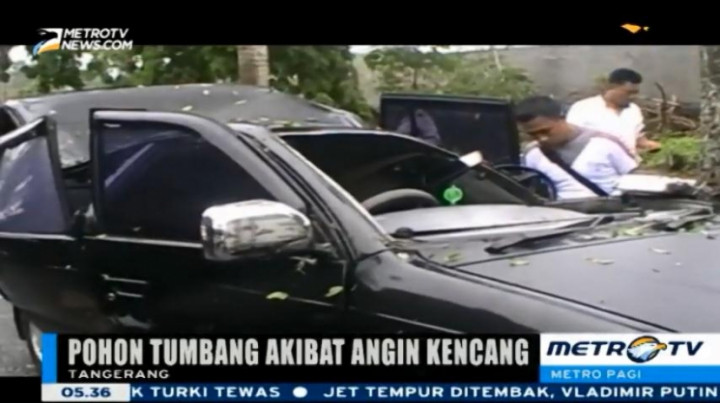 Sebuah Mobil Rusak Berat Tertimpa Pohon Tumbang 