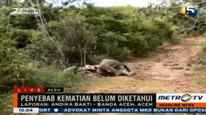Seekor Gajah Betina Ditemukan Mati di Permukiman Warga