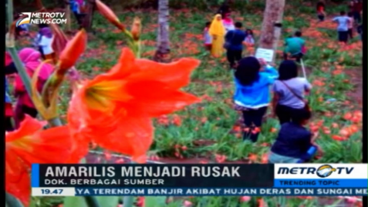 Kebun Bunga Amaryllis Rusak, Tagar #SaveAmaryllis Jadi Trending Topic