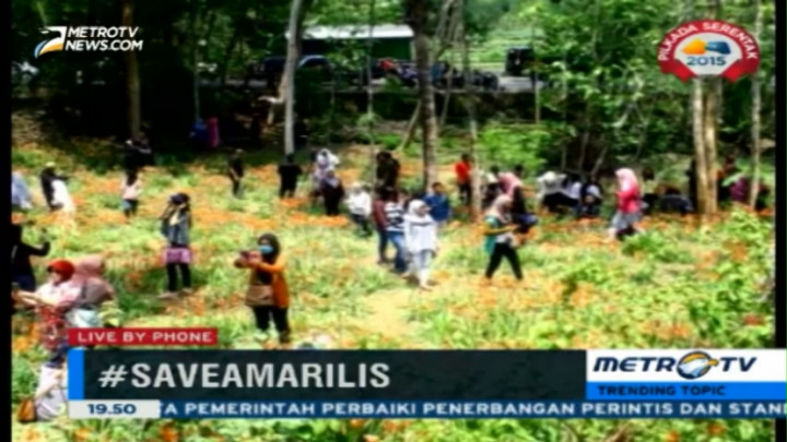 Pemilik: Pengunjung Tak Berniat Merusak Kebun Bunga Amaryllis