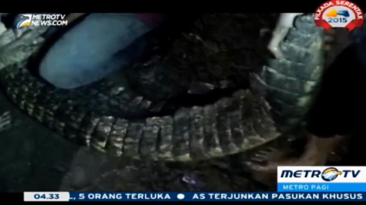 18 Ekor Buaya Milik Kebun Binatang Pematangsiantar Lepas