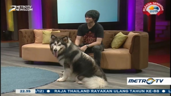 My Pets My Soulmate (1)