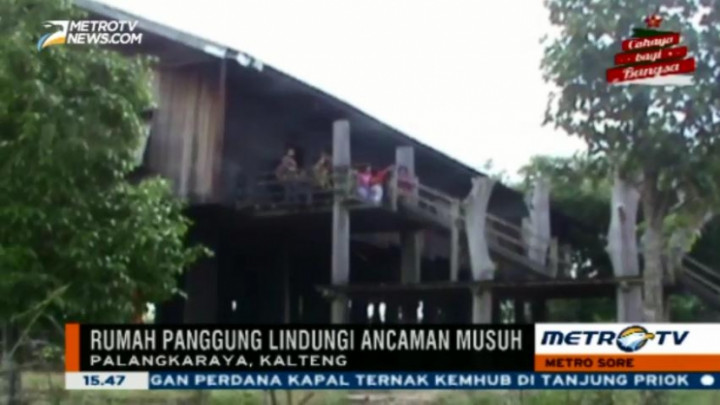 Melihat Gagahnya Huma Betang, Rumah Khas Suku Dayak