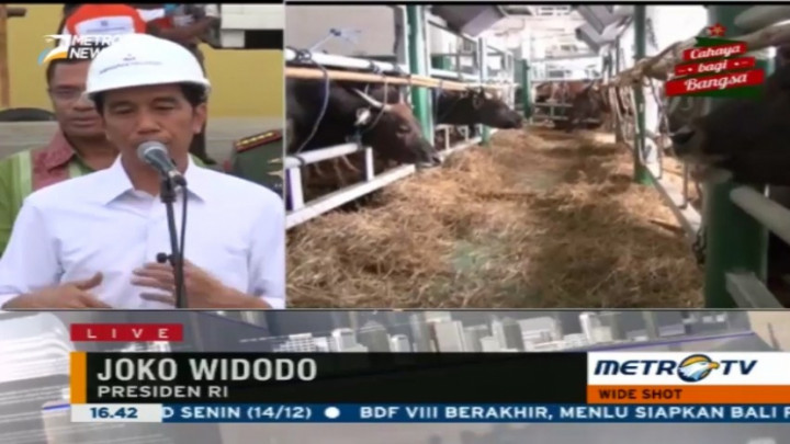 Jokowi Tinjau Langsung Bongkar Muat Sapi Lokal di Tanjung Priok 