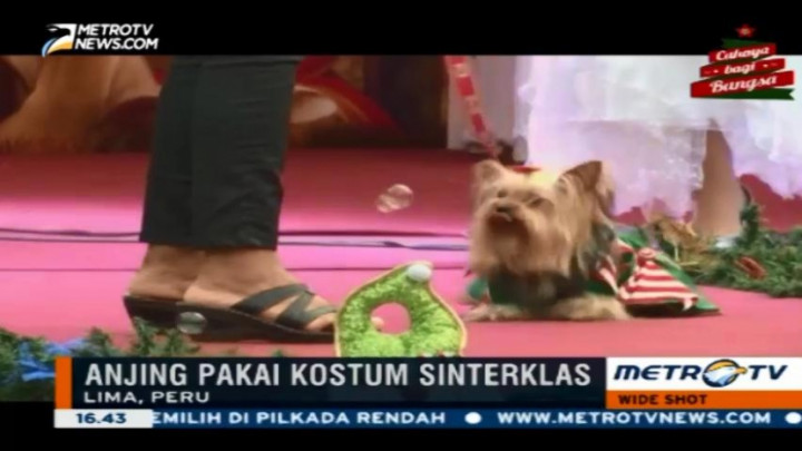 Lucunya Fashion Show Anjing Bertema Natal di Peru