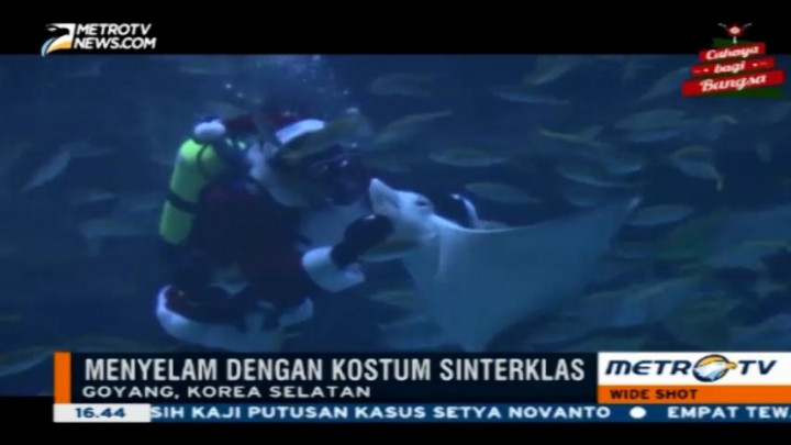 Wah, Ada Sinterklas Menyelam di Aquarium Korea Selatan 