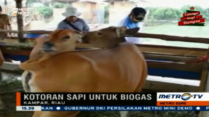 Warga Kampar Sulap Kotoran Sapi Jadi Biogas