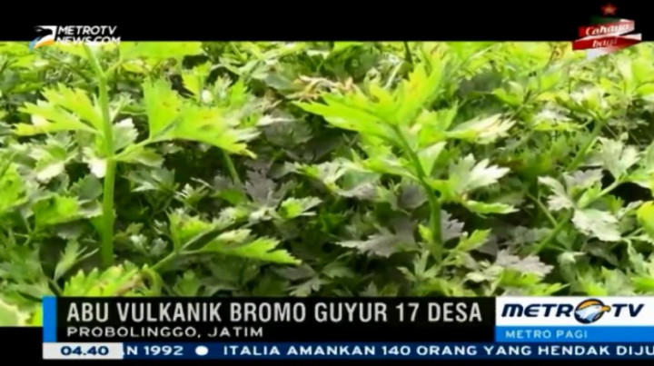 17 Desa di 3 Kecamatan Terdampak Sebaran Abu Vulkanik Gunung Bromo