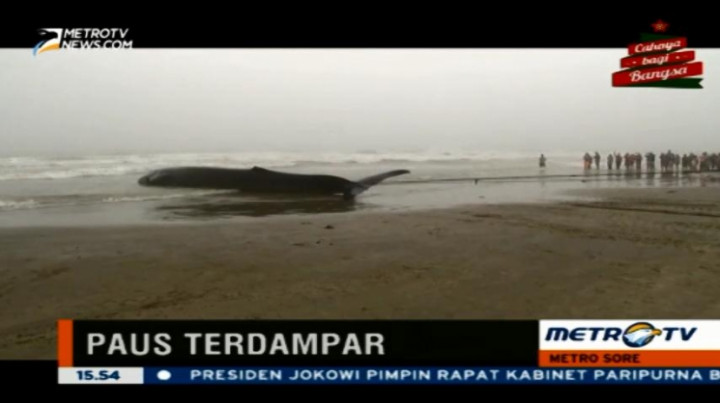  Bangkai Ikan Paus Terdampar di Pantai Texas 