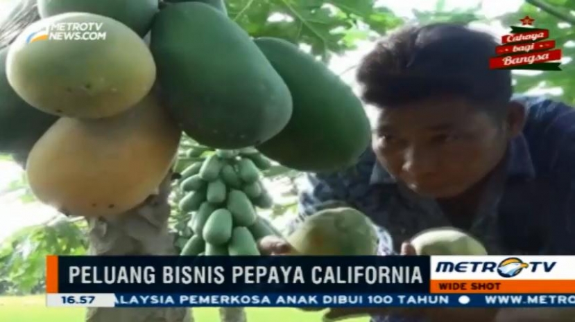 Budidaya Pepaya California, Warga Deli Serdang Untung Rp24 Juta