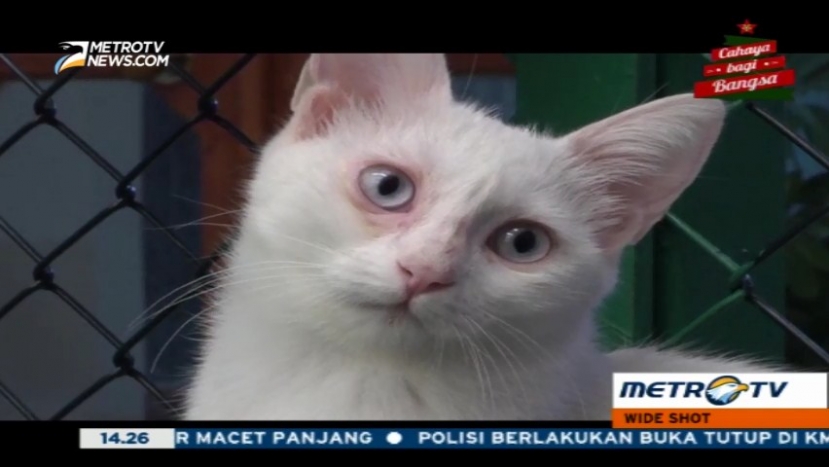 Tujuh Kisah Hewan yang Mencuri Perhatian di 2015