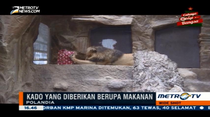 Kebun Binatang di Polandia Beri Satwanya Kado Natal